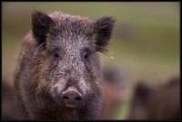 Cinghiale - Sus scrofa