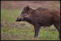 Cinghiale - Sus scrofa