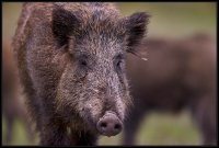 Cinghiale - Sus scrofa