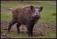 Cinghiale - Sus scrofa