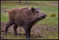 Cinghiale - Sus scrofa