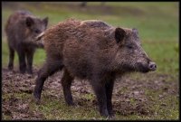 Cinghiale - Sus scrofa