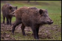 Cinghiale - Sus scrofa