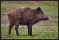 Cinghiale - Sus scrofa