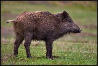 Cinghiale - Sus scrofa