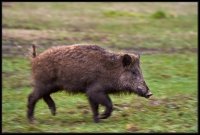 Cinghiale - Sus scrofa