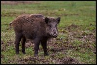 Cinghiale - Sus scrofa