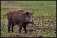 Cinghiale - Sus scrofa