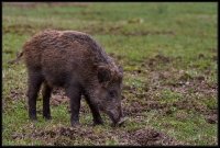 Cinghiale - Sus scrofa