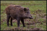 Cinghiale - Sus scrofa