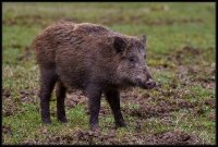 Cinghiale - Sus scrofa