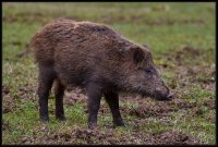 Cinghiale - Sus scrofa