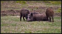 Cinghiale - Sus scrofa