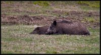 Cinghiale - Sus scrofa