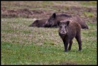 Cinghiale - Sus scrofa