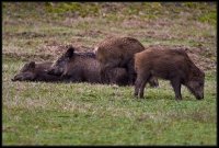 Cinghiale - Sus scrofa