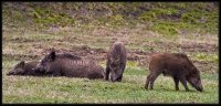 Cinghiale - Sus scrofa