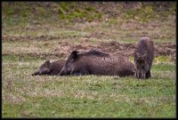 Cinghiale - Sus scrofa