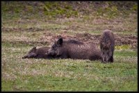 Cinghiale - Sus scrofa