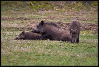 Cinghiale - Sus scrofa