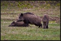 Cinghiale - Sus scrofa