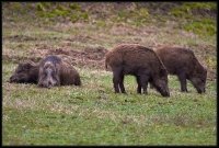 Cinghiale - Sus scrofa