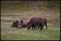 Cinghiale - Sus scrofa