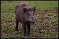 Cinghiale - Sus scrofa