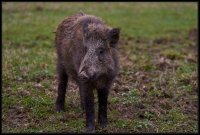 Cinghiale - Sus scrofa