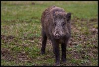 Cinghiale - Sus scrofa