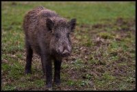 Cinghiale - Sus scrofa