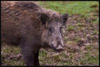 Cinghiale - Sus scrofa