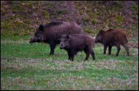 Cinghiale - Sus scrofa