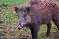 Cinghiale - Sus scrofa