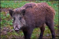 Cinghiale - Sus scrofa