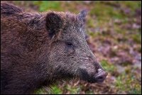 Cinghiale - Sus scrofa