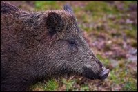 Cinghiale - Sus scrofa