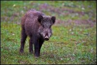 Cinghiale - Sus scrofa