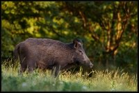 Cinghiale - Sus scrofa