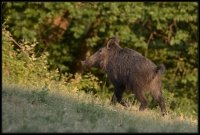 Cinghiale - Sus scrofa