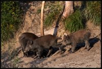 Cinghiale - Sus scrofa