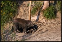 Cinghiale - Sus scrofa