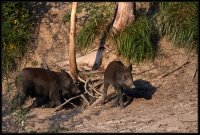 Cinghiale - Sus scrofa