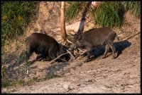 Cinghiale - Sus scrofa