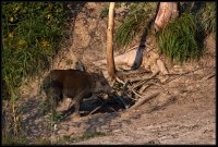 Cinghiale - Sus scrofa