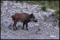 Cinghiale - Sus scrofa