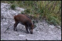 Cinghiale - Sus scrofa