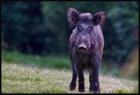 Cinghiale - Sus scrofa