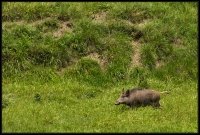 Cinghiale - Sus scrofa