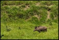 Cinghiale - Sus scrofa